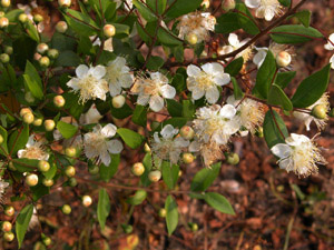 Vivers Càrex - Myrtus communis 